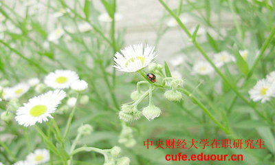 央財(cái)在職研究生初試考試的科目有什么？