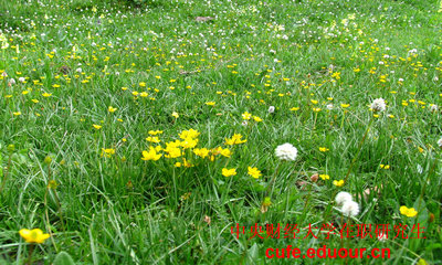 中央財(cái)經(jīng)大學(xué)在職研究生雙證現(xiàn)在可以打印準(zhǔn)考證嗎？