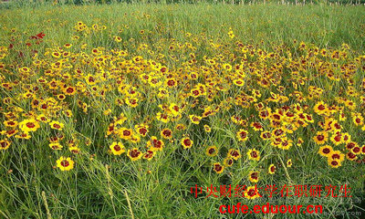 2018年中央財經(jīng)大學在職研究生雙證現(xiàn)場確認開始了嗎？