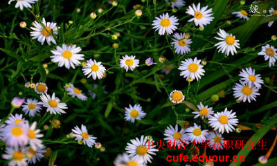 中財(cái)在職研究生學(xué)費(fèi)怎么繳納？