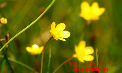 中央財經大學十二月聯(lián)考現(xiàn)在能參加嗎？