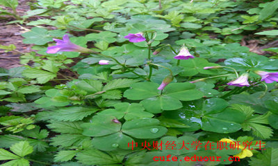 中央財經(jīng)大學(xué)同等學(xué)力拿什么證？